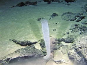 神奇水域宝可梦: 探索水中精灵的千姿百态及其在生态系统中的独特作用