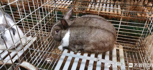 大三巴精准资料免费,狗、猪、兔、马,和澳门一码一特一中预测免费准通俗剖析、解释与落实,拒绝虚假推销阱 大三巴精准资料免费,狗、猪、兔、马,和澳门一码一特一中预测免费准通俗剖析、解释与落实,拒绝虚假推销阱