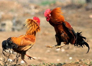 虎、蛇、狗、鸡，澳彩网站www.49159.соm查询：澳门管家婆100精准香港谜语答案跟澳门一码一特一中预测准不准,零基解答、解释与落实-留心误导的烟雾弹