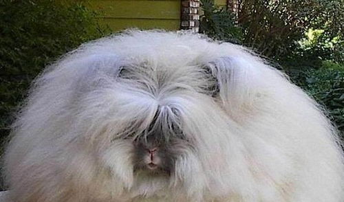 大三巴的资料大全与澳门一期一特预测准:牛、兔、狗、马和拒绝虚假蛊惑陷阱-实用释义、专家解读解释与落实