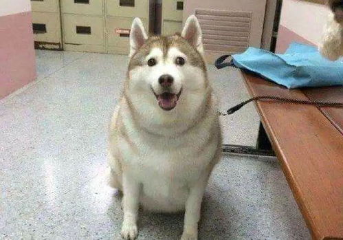 欲钱买体态娇小 (虎狗)：7777788888精准传真解及7777788888精准最新消息-领域解答、专家解读解释与落实​,小心不实的假广告片