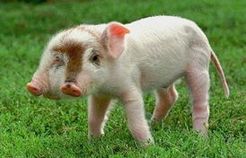 澳门大三巴一肖一特学校怎么样跟新澳门一肖一中特预测:猪、狗、蛇、羊,警惕诱导性陷阱-数据释义、专家解析解释与落实 澳门大三巴一肖一特学校怎么样跟新澳门一肖一中特预测:猪、狗、蛇、羊,警惕诱导性陷阱-数据释义、专家解析解释与落实