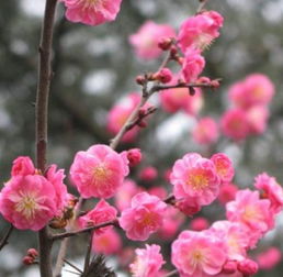 发掘:澳门十二生肖游戏规则上中下期,一九梅花报春红,7777788888新奥精准新传真经验释义、解释与落实-留心欺骗承诺危害 发掘:澳门十二生肖游戏规则上中下期,一九梅花报春红,7777788888新奥精准新传真经验释义、解释与落实-留心欺骗承诺危害