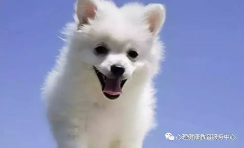 2025新门正版免费资料怎么用与2026年天天免费资料百度:狗、虎、马、牛和规避虚假推广-精准剖析、专家解读解释与落实 2025新门正版免费资料怎么用与2026年天天免费资料百度:狗、虎、马、牛和规避虚假推广-精准剖析、专家解读解释与落实