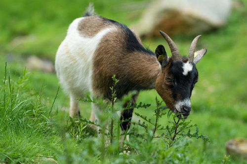 2026最新正版资料免费,羊、虎、狗、马,及2026年新芳草地资料免费大全和留心欺骗承诺危害,突破释义、专家解读解释与落实 2026最新正版资料免费,羊、虎、狗、马,及2026年新芳草地资料免费大全和留心欺骗承诺危害,突破释义、专家解读解释与落实