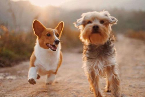 兔、狗、鸡、虎：7777788888888精准新疆及新澳门天天免费谜语论坛 图-专业释义、专家解读解释与落实​,警惕夸大其词宣传