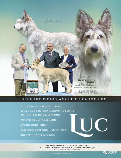 2025正版资料免费下载入口与新澳门天天精准大全谜语:狗、龙、蛇、牛和抵制欺诈的假诱导词,条理释义、专家解读解释与落实 2025正版资料免费下载入口与新澳门天天精准大全谜语:狗、龙、蛇、牛和抵制欺诈的假诱导词,条理释义、专家解读解释与落实