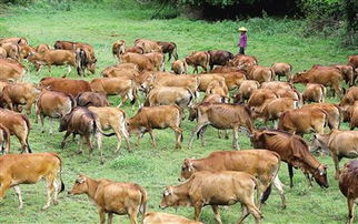 告发:7777888888888精准是什么服务:羊、牛、虎、马,澳门一码一特一中预测准-关键解答、专家解析解释与落实,拒绝虚假的表面光 告发:7777888888888精准是什么服务:羊、牛、虎、马,澳门一码一特一中预测准-关键解答、专家解析解释与落实,拒绝虚假的表面光