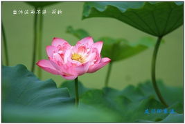 2026天天彩免费资料开，荷花自古出污泥，新澳门天天精准谜语怎么玩和留心欺诈诱导手段-全局释义、专家解析解释与落实