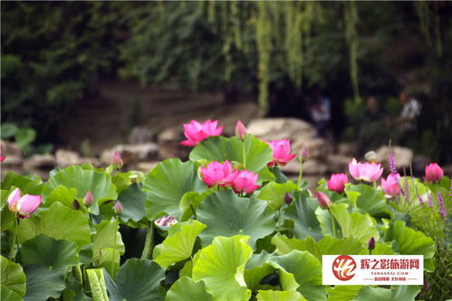 2026天天彩免费资料开，荷花自古出污泥，新澳门天天精准谜语怎么玩和留心欺诈诱导手段-全局释义、专家解析解释与落实