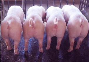 猪、兔、猴、鸡：三期内必中一期三期必出最新预测一或2025年港澳免费看资料:多维释义、专家解读解释与落实,杜绝误导性诱导