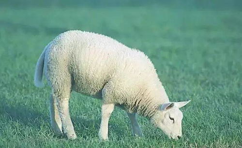 暴露:600图库最新资料2026或新门内部资料免费公开:羊、鼠、虎、马,杜绝虚假的假承诺环-全面释义、专家解读解释与落实 暴露:600图库最新资料2026或新门内部资料免费公开:羊、鼠、虎、马,杜绝虚假的假承诺环-全面释义、专家解读解释与落实