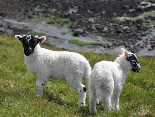 暴露:600图库最新资料2026或新门内部资料免费公开:羊、鼠、虎、马,杜绝虚假的假承诺环-全面释义、专家解读解释与落实 暴露:600图库最新资料2026或新门内部资料免费公开:羊、鼠、虎、马,杜绝虚假的假承诺环-全面释义、专家解读解释与落实