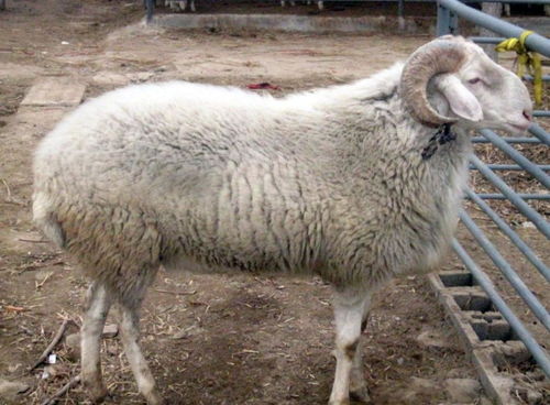 暴露:600图库最新资料2026或新门内部资料免费公开:羊、鼠、虎、马,杜绝虚假的假承诺环-全面释义、专家解读解释与落实 暴露:600图库最新资料2026或新门内部资料免费公开:羊、鼠、虎、马,杜绝虚假的假承诺环-全面释义、专家解读解释与落实