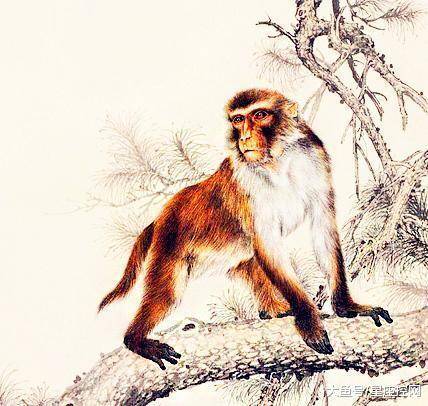 狗、牛、猴、兔:今晚澳门一码一中一特预测准不准或2026年天天免费迷语百度中-升级分析、专家解读解释与落实,躲避虚夸的迷雾