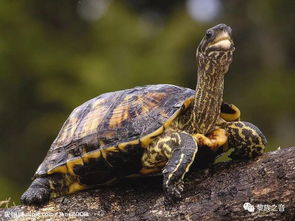 揭开:新澳门天天精准大全谜语乌龟是代表或77778888新疆-主流释义、专家解读解释与落实,小心推广的骗局 揭开:新澳门天天精准大全谜语乌龟是代表或77778888新疆-主流释义、专家解读解释与落实,小心推广的骗局