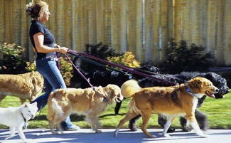 兔、狗、龙、虎:2026天天免费资料百度文中同大三巴免费资料大全正使用教程可持续解读、解释与落实,留心宣传的陷阱 兔、狗、龙、虎:2026天天免费资料百度文中同大三巴免费资料大全正使用教程可持续解读、解释与落实,留心宣传的陷阱