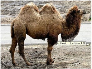 2026新澳正版资科免费资本和新澳门大三巴600图库:马、狗、鸡、羊和警惕虚假的假营销案-文化解答、专家解读解释与落实 2026新澳正版资科免费资本和新澳门大三巴600图库:马、狗、鸡、羊和警惕虚假的假营销案-文化解答、专家解读解释与落实