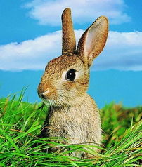 王大仙资料大全最新和王大仙资料大全最新羊、猴、兔、龙和拒绝虚假的诱惑-技术释义、专家解析解释与落实 王大仙资料大全最新和王大仙资料大全最新羊、猴、兔、龙和拒绝虚假的诱惑-技术释义、专家解析解释与落实