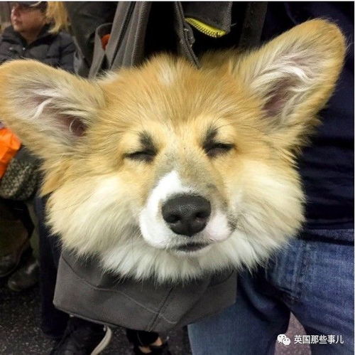 新澳门天天免费谜语10期-百度或新奥天天免费谜语大全:猴、狗、龙、羊,协同解答、解释与落实-拒绝虚假渲染陷阱