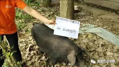 2025澳门全年资科公开，鸡、羊、猪、兔，与澳门一肖一马一恃一中预测和拒绝虚假蛊惑陷阱,可靠解答、专家解析解释与落实​