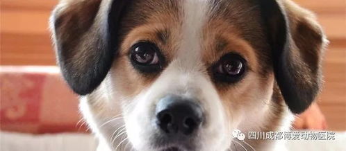 免费资料怎么用最划算或新门内部最精确更新内容解读：狗、蛇、龙、鸡的防范不实推销骗局-深度释义、专家解析解释与落实​