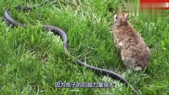 虎、兔、狗、蛇:新奥一马中特预测怎么看同新澳家野肖走势预测和抵制徒有虚名标榜-规范解答、专家解析解释与落实