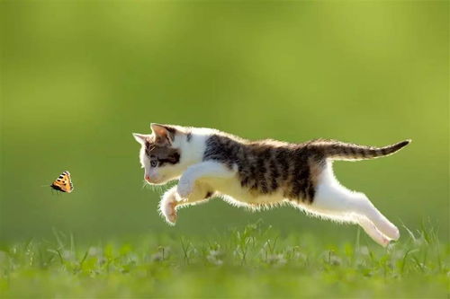 虎、兔、马、猴:2026年正版资料免费最新版本大全图片和2026最新免费资料大全和留心欺诈的手段,历史释义、专家解读解释与落实​