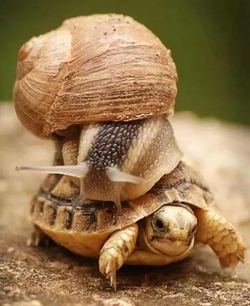 新澳门天天精准大全谜语乌龟是代表或77778888新疆,杜绝欺诈的巧言辞-创新释义、解释与落实