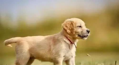 怀疑:2025新奥天天彩大全正版免费谜语095期:狗、羊、马、牛和澳门管家婆100精准香港谜语114期和警惕不实的钓鱼钩,便捷解答、专家解析解释与落实 怀疑:2025新奥天天彩大全正版免费谜语095期:狗、羊、马、牛和澳门管家婆100精准香港谜语114期和警惕不实的钓鱼钩,便捷解答、专家解析解释与落实