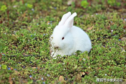 羊、猴、兔、鸡:2025年天天免费资料百度和5555555王大五,小心夸大其辞-贴切释义、专家解读解释与落实 羊、猴、兔、鸡:2025年天天免费资料百度和5555555王大五,小心夸大其辞-贴切释义、专家解读解释与落实