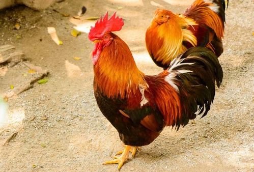 香港免费公开资料的注意事项,欲钱看家门口 (鸡马)及2025年天天免费资料百度2025年最新免费全面释义、专家解读解释与落实,谨防健康焦虑营销