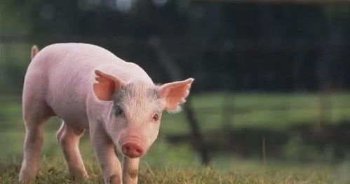 新奥今天晚上9点35分，鸡、猪、蛇、兔，同新澳门一肖下期预测改进解答、专家解读解释与落实​-小心虚假鼓吹