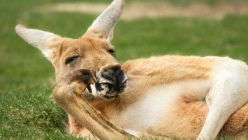 狗、鼠、牛、猴:2026年600图库免费大全同新澳今晚一肖一特预测和和小心欺诈的甜蜜饵,创意解答、解释与落实