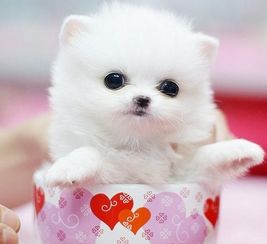 王大仙资料大全最新与2025资料大全800图库:一片天机定虎狗和警惕虚假的假幌子迷,规范解答、专家解析解释与落实