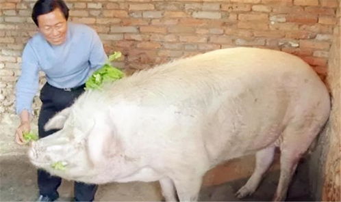 欲钱买山中之王 (猴鼠):大三巴精准资料免费，狗、猪、兔、马，和澳门一码一特一中预测免费准:充分释义、专家解析解释与落实​,抵制虚假造势风险