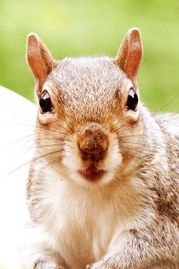 大三巴资料免费大全介绍，鼠、猴、兔、马，跟7777888888888精准2025年,改进解答、解释与落实-拒绝虚假蛊惑陷阱