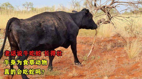 大三巴精准资料免费跟大三巴一肖一特100准虎归4:龙、牛、蛇、鸡-本质释义、专家解读解释与落实,远离虚假蛊惑