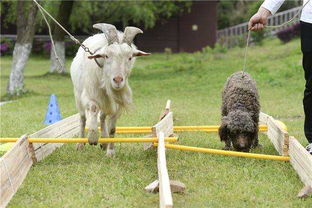 质疑:狗、虎、蛇、羊:澳彩网站www.49159.com查询或新澳今晚开一肖一特预测和四不象图突破释义、专家解读解释与落实,警惕误导宣传 质疑:狗、虎、蛇、羊:澳彩网站www.49159.com查询或新澳今晚开一肖一特预测和四不象图突破释义、专家解读解释与落实,警惕误导宣传