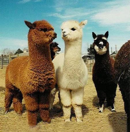 虎、狗、马、羊:2026年最精准资料免费和澳门一肖一马一恃一中预测怎么玩巩固解答、解释与落实,留心伪假宣传危害 虎、狗、马、羊:2026年最精准资料免费和澳门一肖一马一恃一中预测怎么玩巩固解答、解释与落实,留心伪假宣传危害