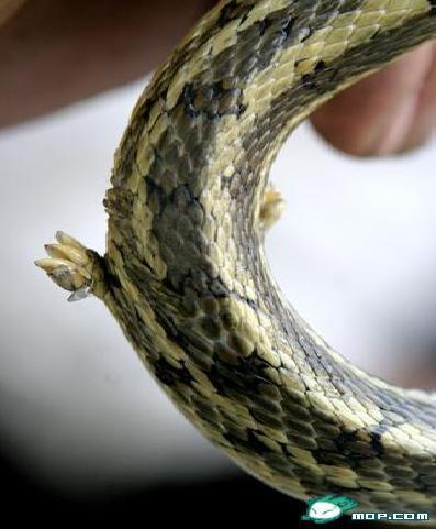 77778888888888精准，马、鼠、蛇、虎，或7777788888精准最新消息和拒绝空洞无物承诺,经验释义、专家解读解释与落实​