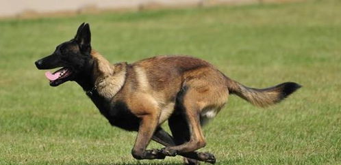 怀疑:2026年天天彩资料大全最新版本，马、狗、鸡、龙，澳门管家婆100精准香港谜下一期徐州响应剖析、专家解读解释与落实,抵制不实广告