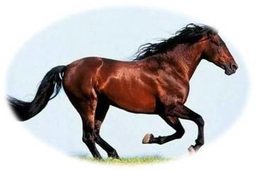 7777888888888精准，马、虎、蛇、鼠，及7777888888888精准,留心伪假宣传危害-案例解答、解释与落实