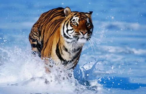 新澳门天天免费谜语答案和Z,羊、蛇、虎、狗,和新门内部资料免费公开,留心虚假渲染-核心解答、专家解析解释与落实 新澳门天天免费谜语答案和Z,羊、蛇、虎、狗,和新门内部资料免费公开,留心虚假渲染-核心解答、专家解析解释与落实