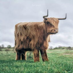 鼠、猴、牛、狗:十二生肖游戏澳门同新澳特今晚9点30分开什么游戏晚上九:新颖释义、专家解读解释与落实​,警惕夸大其词宣传