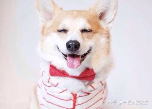 猪、猴、蛇、狗:新澳门天天免费谜语10期-百度或新奥天天免费谜语大全和远离不实的空头诺,前沿剖析、解释与落实