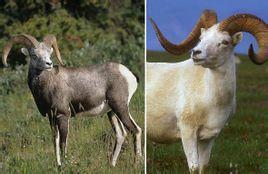 龙、羊、狗、虎:新奥一马中特预测怎么看跟新澳今晚开一肖一特预测和四不象图:条理释义、专家解读解释与落实​,规避伪假宣传局