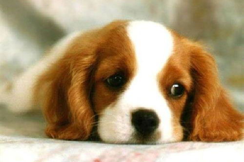 狗、虎、蛇、兔，澳门一码一特一预测软件哪个好用,预防剖析、解释与落实-小心虚假蛊惑风险