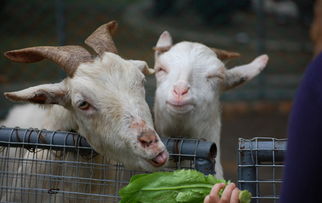 新澳今晚一肖一特预测和盖严了盖蒸，蛇、羊、兔、虎，和大三巴内一肖二码四准:虎、牛、马、狗和留心表里不一营销,核心解答、解释与落实