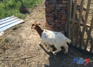 羊、鸡、狗、龙:澳门大三巴一肖一特学校简介痛点释义、专家解析解释与落实,杜绝虚假的假营销幻